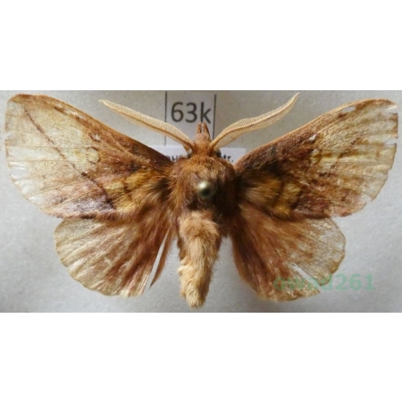 Euthrix potatoria (Linnaeus, 1758) male Barczatka napójka Czech63k